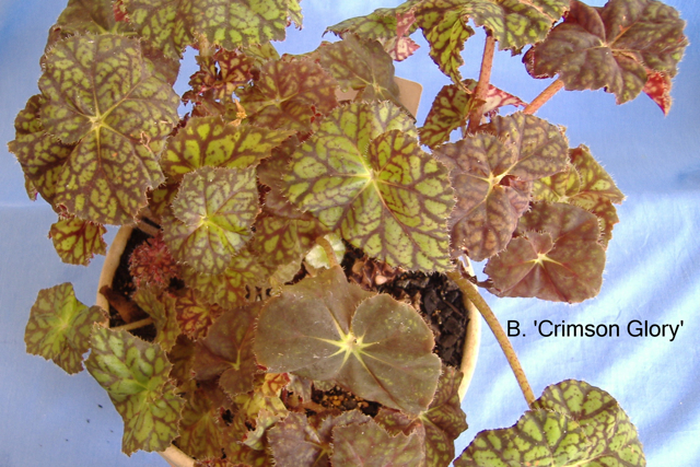 B. ‘Crimson Glory’